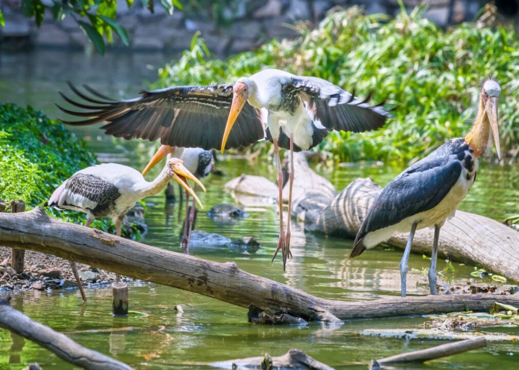 Storks